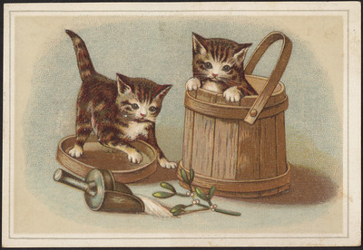 Cats in bucket